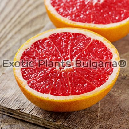 Citrus Grapefruit Red Rio / Грепфрут червен сорт Рио
