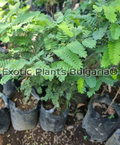 Tamarindus indica Тамаринд 2 ltr.