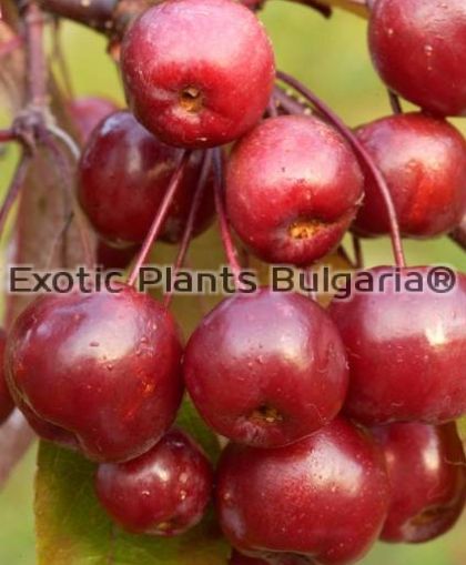 Malus x Coccinella var. Courtarou INRA 15 ltr.