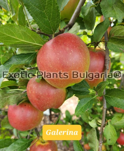 Apple Galarina 3 ltr.