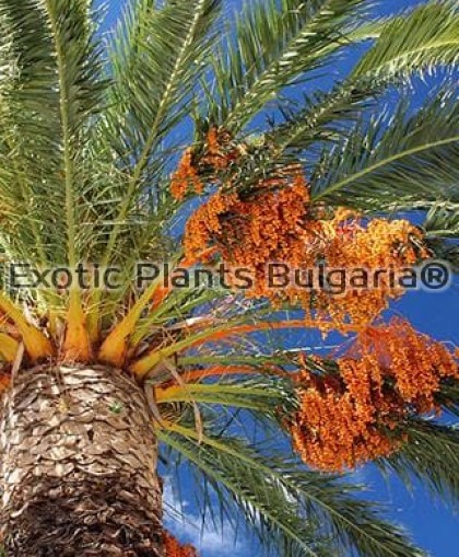 Phoenix canariensis, 10 броя пресни семена от Канарска финикова палма 