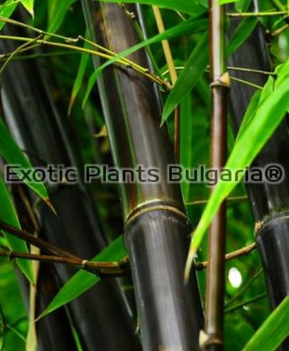 Bamboo black
