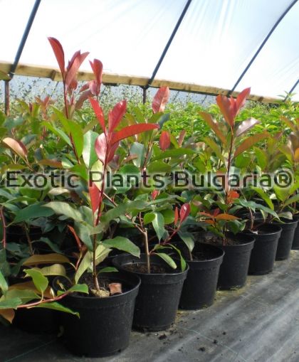 Photinia Red Robin Nana - 2 ltr pots