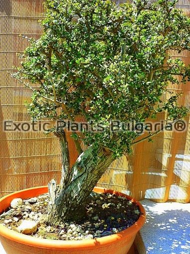 Olea Sylvestris - Old Tree Bonsai