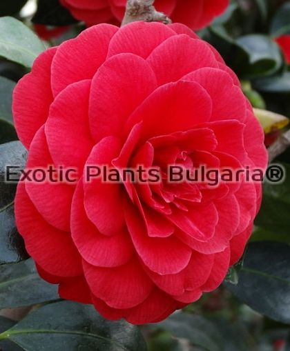 Camellia japonica 'Coquettii' - 5 ltr. pots