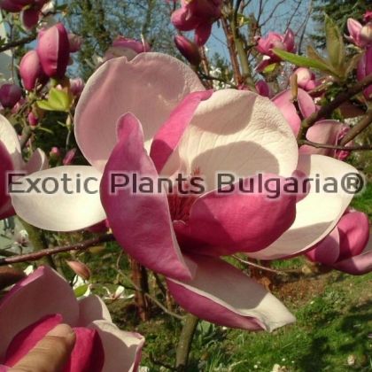 Magnolia Soulangeana Rustica Rubra 2ltr. pots