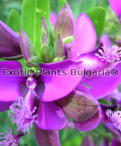 Polygala myrtifolia - 5 lit. pots