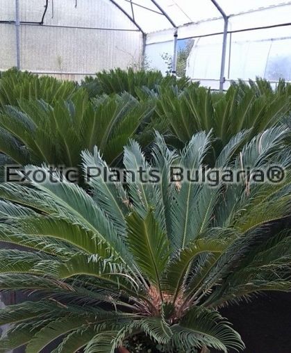 Sago Palm, Cycas revoluta big tree