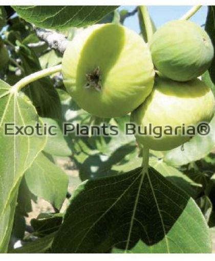 Ficus Carica cv. Lesvos Aidinia ( Aidana ) - 3 ltr.pots