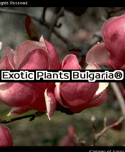 Magnolia Soulangeana Rustica Rubra - 30 ltr. 250/300