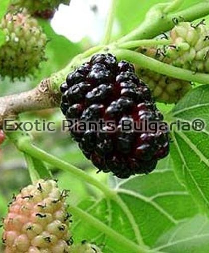 Persian Fruiting Mulberry - 2 ltr.