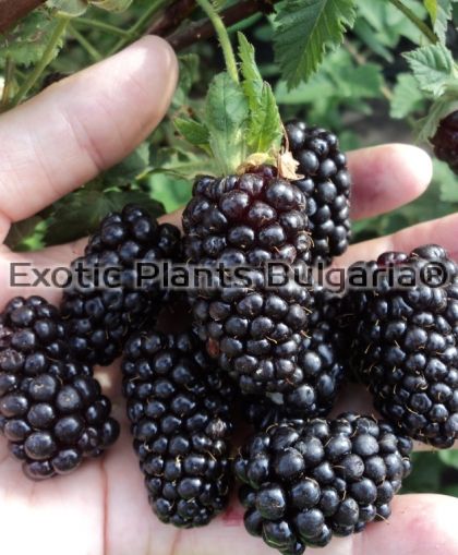 Blackberry 'Black Butte