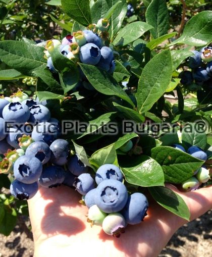 Blueberry Ivanhoe 2 ltr