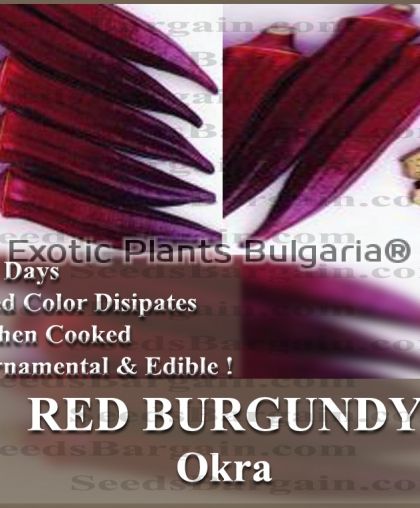 ORGANIC RED BURGUNDY Okra  - 0.5 gr