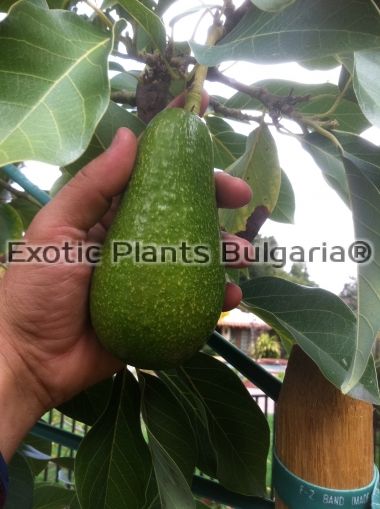 Avocado - Zutano - 7.5 ltr. pots