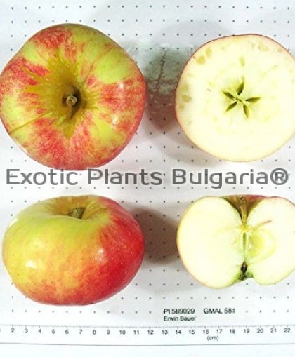 Apple Erwin Bauer - 5 ltr. pots