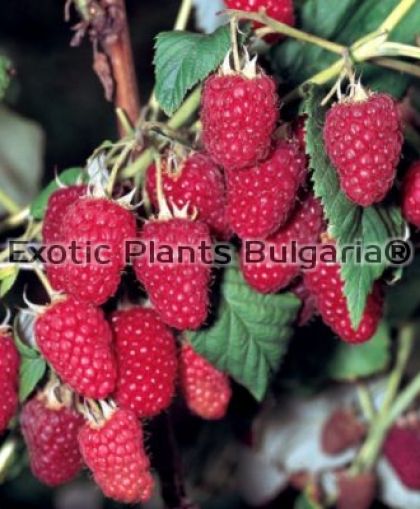 Raspberry 'Heritage' - 2 ltr. pots