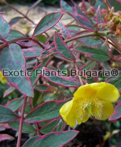 Hypericum × moserianum 'Tricolor' - 3 ltr.pots