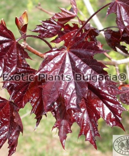 Acer platanoides 'Crimson King' 40 ltr.pots
