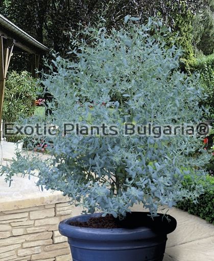 Eucalyptus gunnii FRANCE BLEU® 
