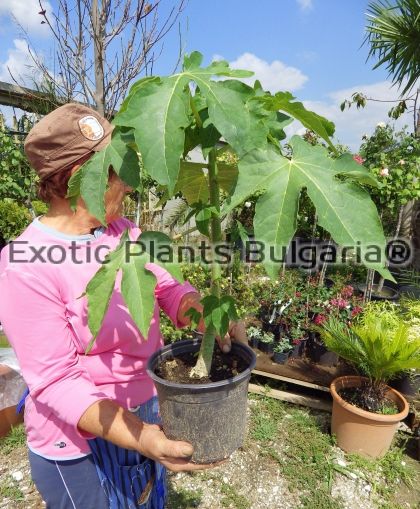 Carica papaya var. Exotica - 1 ltr. 