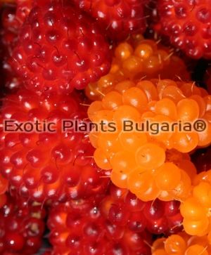  Salmonberry "Olympic Double"- 2 ltr