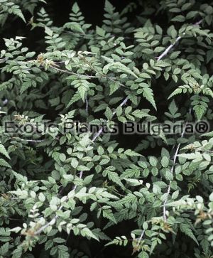 Rubus thibetanus Silver Fern -2 ltr