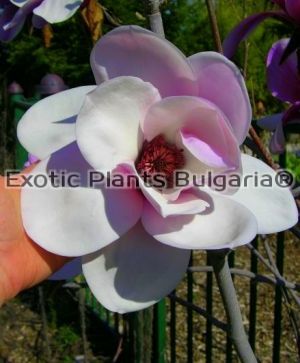 Magnolia "ATLAS" - 3 ltr