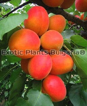 Apricot Orange Rubis® Couloumine*- Bare root