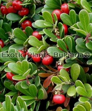 Vancouver Jade Bearberry - 2 ltr.