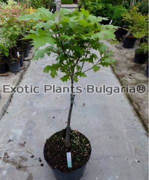 Quercus palustris 'Green dwarf' - 3 ltr