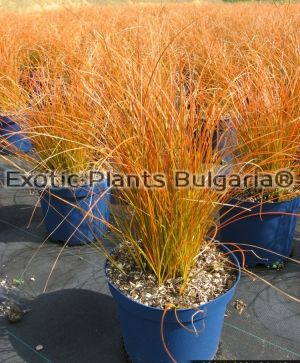 Carex testacea 'Orange Safo' - 2ltr