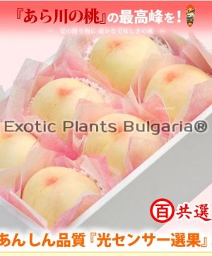 Peach Shimizu ® Ice - Bare root