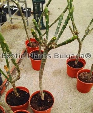 Plumeria Thailand - 5 ltr. pots