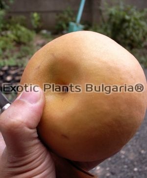 Asian pear Chojuro - 2 ltr