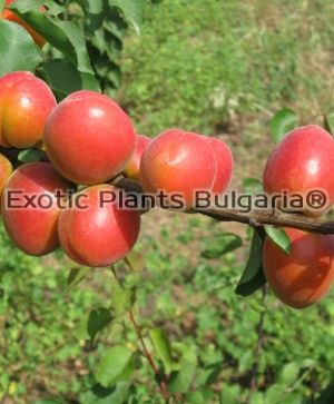 Apricot COLORADO ( 435-15) - Bare root