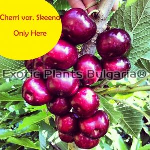 Cherry Skeena® - 5 ltr.pots