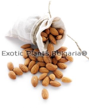 Almond cultivars Soleta ® -3 ltr. pots
