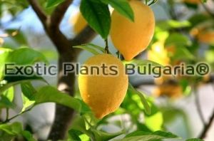 Citrus Lemon Adamopoyloy - 150 cm - 5ltr. pots