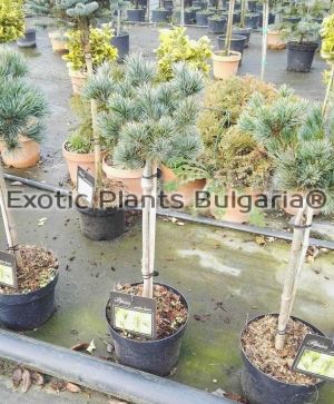 Pinus parviflora "NEGISHI" - 10 ltr.pots