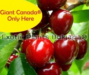 Cherry Giant Canada® 