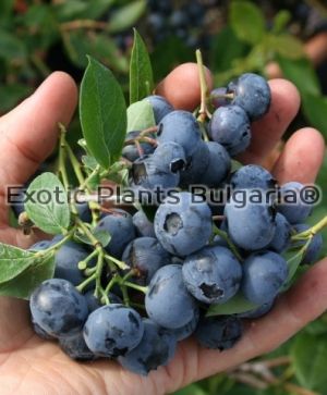 Blueberry Paty - 2 ltr