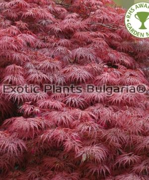 Acer palmatum Dissectum Garnet - 60 ltr.pots