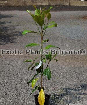 Magnolia Grandiflora 'Ferruginea' - 5 ltr