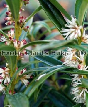 Sarcococca orientalis - Sweetbox - 2 ltr