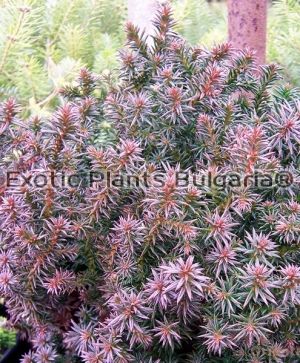 CHAMAECYPARIS thyoides Red star 2 ltr