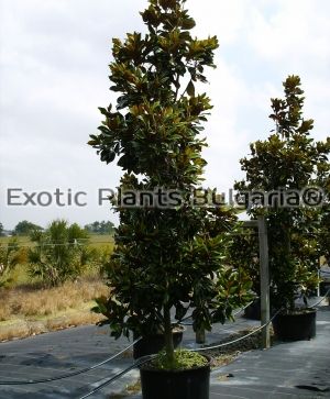 Magnolia grandiflora Gallisoniensis - 400/450 cm - 80 ltr