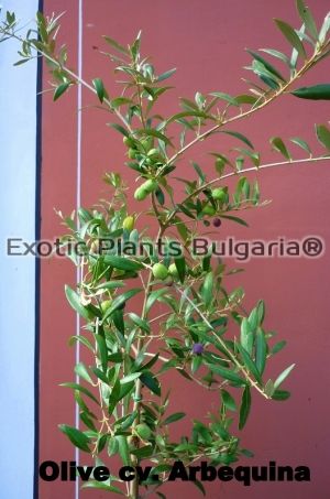Olive tree - Arbequina - 10 ltr. pots