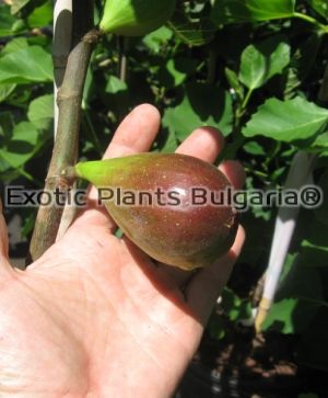 Ficus Carica - Brown Turkey - 2 ltr