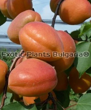 Apricot FARALIA* - Bare root - кайсия сорт Фаралия
